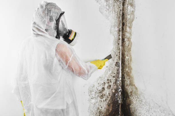 Best Fast Mold Removal  in Black River Falls, WI