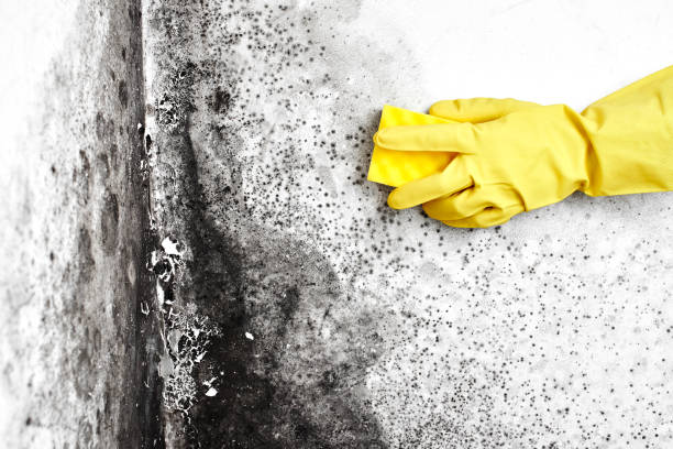 Best Toxic Mold Removal  in Black River Falls, WI