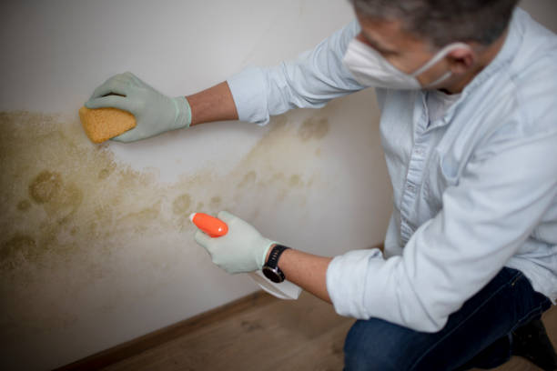 Best Mold Removal Company Near Me  in Black River Falls, WI