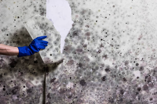 Best Affordable Mold Removal  in Black River Falls, WI